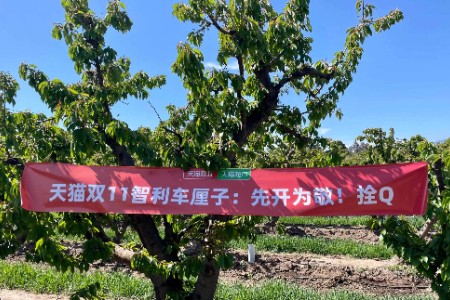 天猫双11一棵智利车厘子树的慢直播 上万网友“云催熟”