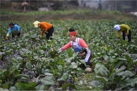 湖北菜苔成全国销冠 美团买菜协助“本地尖货”畅销全国