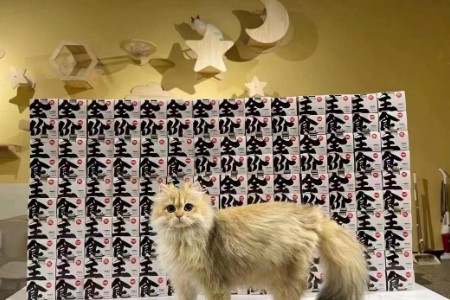 双11业绩逆势增长100% 阿飞和巴弟如何做好宠物粮生意？