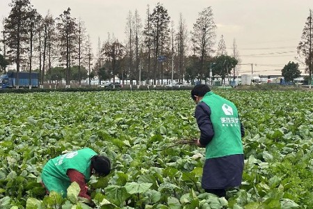 “霜打菜”直送到家 美团买菜本地尖货再推源头直采