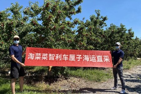 淘菜菜400万斤车厘子备战年货节 价格或将低于元旦期间