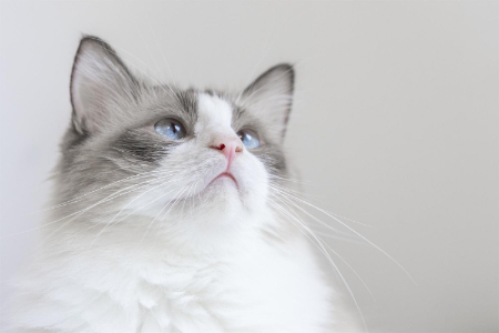 情人节天猫国际宠物配饰增长近100%