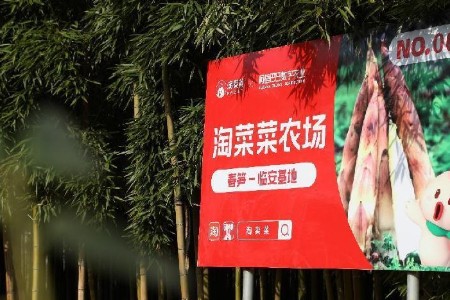 云南香椿坐飞机出山 淘菜菜再签3大生鲜直采基地