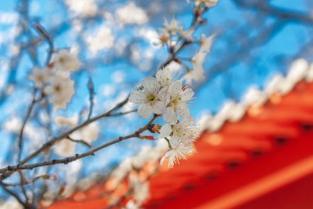 SHEIN日本探索线下模式背后：新兴市场挑战重重
