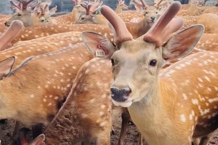 极麋生物研发全球首个鹿茸干细胞系 开创年轻养生新品类