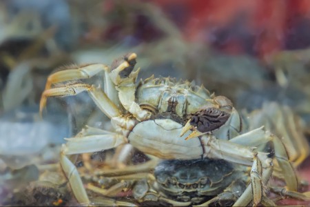 阳澄湖大闸蟹开捕：售价降10% 核心城市次晨达