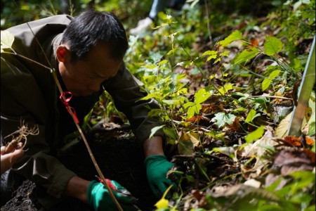 京东买药溯源人参产业带让消费者吃上品质新参