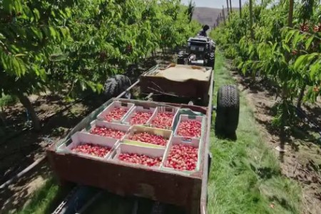 进口车厘子消费季开启：预计销量涨三成创新高达40万吨