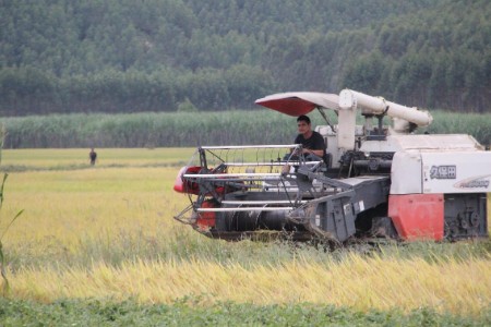 南方稻秋收收官 京东超市连续两年扶持南方米商家