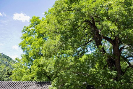 直击进博：石头科技与科思创签署合作备忘录