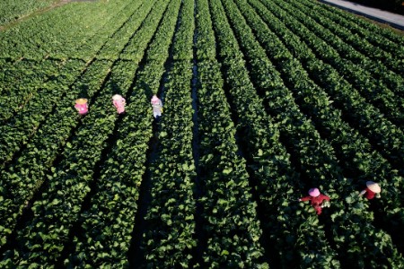 冬至菜心“迟”来甜 增城迟菜心抢鲜上市30分钟可尝鲜