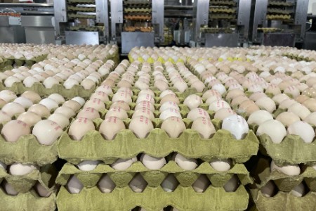 一年能卖20亿颗蛋的“湖北蛋王”加盟淘工厂 一天热销120万颗鸡蛋