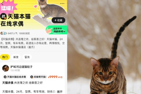 闲鱼上“宠物豪门相亲”引热议 每年有300万人在闲鱼给宠物相亲