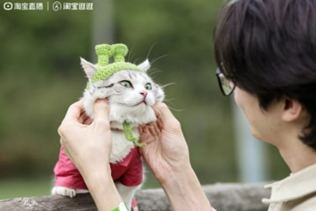 101只毛孩子在逛逛出道 萌宠秀《猫晚来了》将在淘宝开播