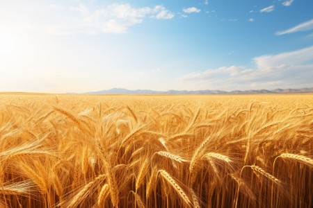 十月稻田披露首份年报 2023年实现营收48.67亿元