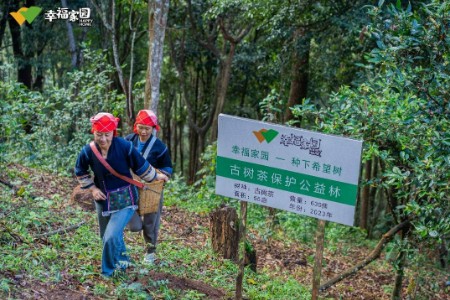 墨雪古茶树溯源公益之旅  “商业向善”的品牌实践