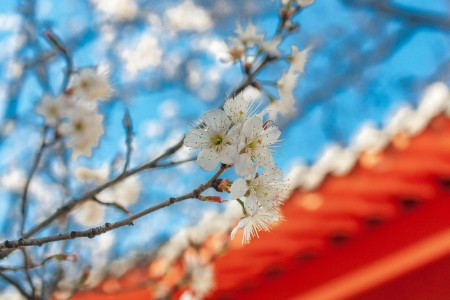 去日本买奢侈品 并没有便宜到“白菜价”
