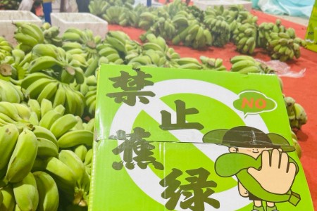 淘工厂日销8万斤“禁止蕉绿”水培香蕉 福建90后返乡创业为300万打工人缓解焦虑