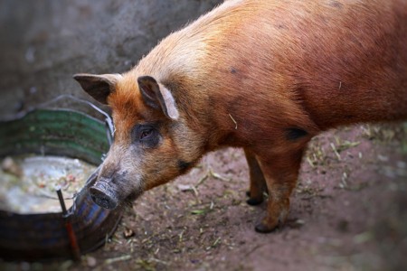 猪肉年内涨价超30%！有企业大逆袭 从巨亏47亿到狂赚15亿