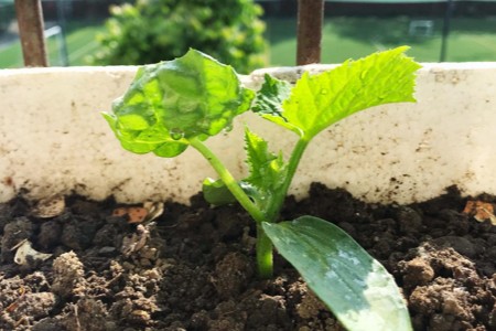 边挖野菜边相亲 这届年轻人 花99元当“王宝钏”
