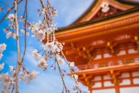 日本政府拟收紧小额包裹免税政策 跨境电商平台或受冲击