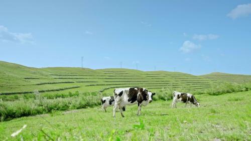 放心奶源、风险前置，金领冠源头全维检测体系打造放心奶粉