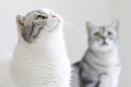 你养的宠物猫 正在暴露你的钱包余额