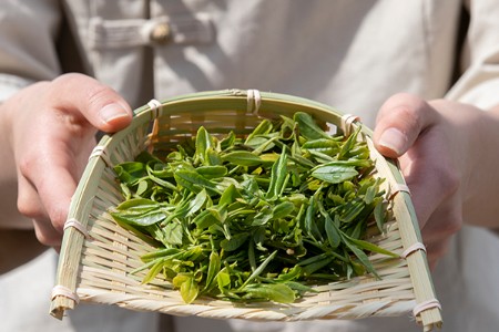 新茶饮赚疯了 卖茶叶的为啥挣不到钱? | 超品洞察