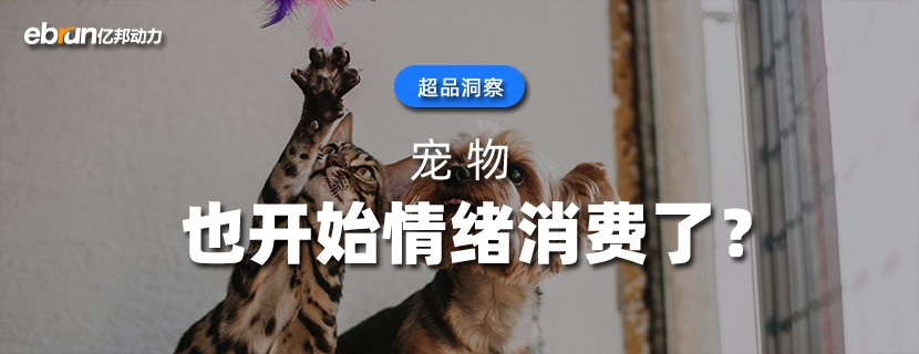宠物  也开始情绪消费了？