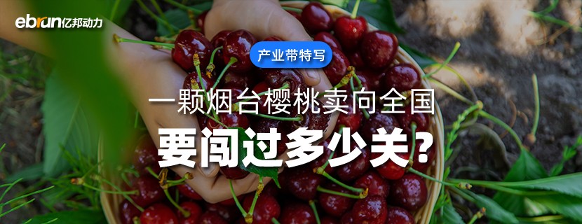 一颗烟台樱桃卖向全国  要闯过多少关？