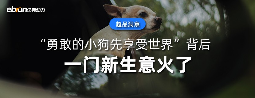 “勇敢的小狗先享受世界”背后  一门新生意火了